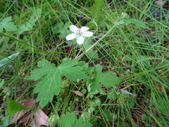 Geranium wislizeni