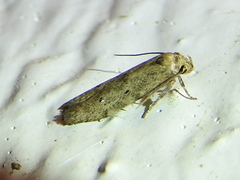 Haplochrois bipunctella