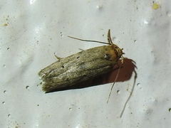 Haplochrois bipunctella