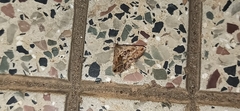 Lepidoptera
