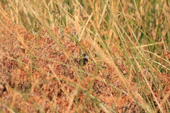 Stipiturus malachurus