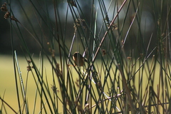 Stipiturus malachurus