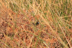 Stipiturus malachurus