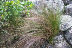 Juncus hesperius