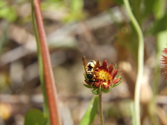 Euodynerus hidalgo viereckii