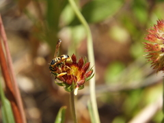 Euodynerus hidalgo viereckii