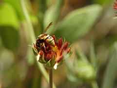 Euodynerus hidalgo viereckii
