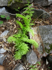 Cystopteris reevesiana