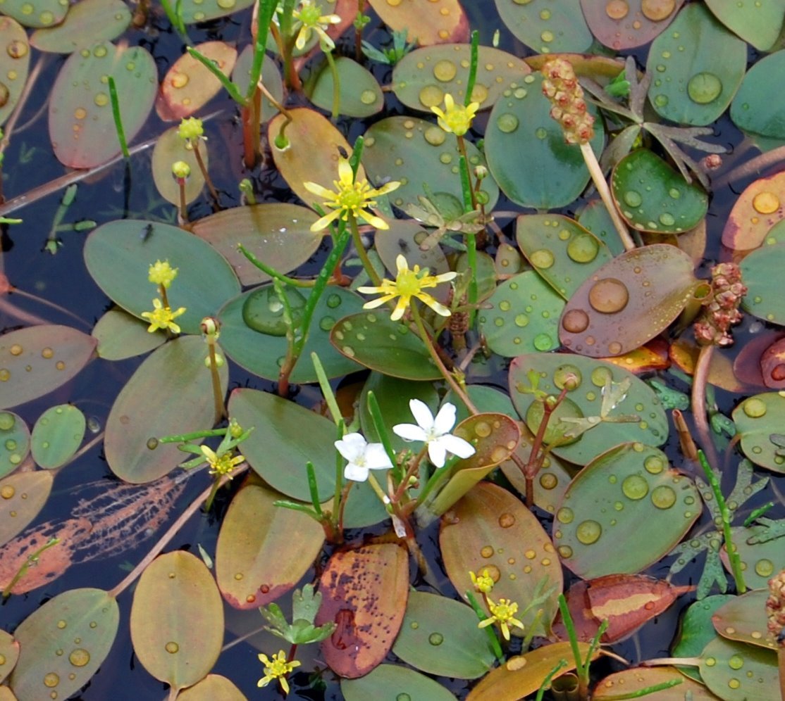 Potamogeton tricarinatus