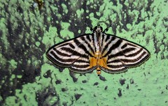 Dichocrocis rigidalis