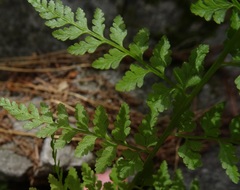 Cystopteris reevesiana
