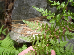Cystopteris reevesiana