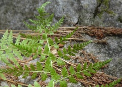 Cystopteris reevesiana