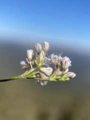 Eriogonum wrightii olanchense