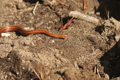 Galvarinus chilensis