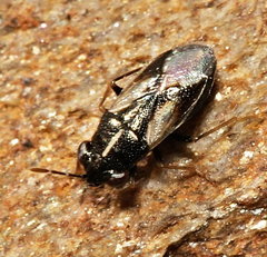 Geocoris lineolus