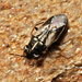 Geocoris lineola - Photo (c) portioid, some rights reserved (CC BY-SA), uploaded by portioid