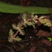 Myriophyllum verrucosum - Photo (c) eyeweed, algunos derechos reservados (CC BY-NC-ND)