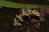 Myriophyllum verrucosum - Photo (c) eyeweed, algunos derechos reservados (CC BY-NC-ND)
