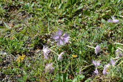 Dianthus sternbergii