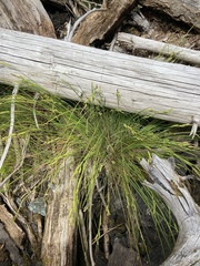 Carex lenticularis