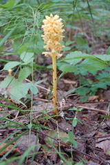 Orobanche alsatica