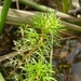 Myriophyllum crispatum - Photo (c) eyeweed，保留部份權利CC BY-NC-ND