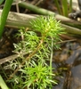 Myriophyllum crispatum - Photo (c) eyeweed, algunos derechos reservados (CC BY-NC-ND)