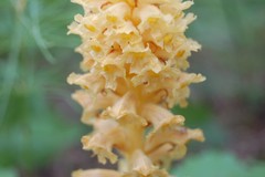 Orobanche alsatica