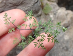 Argyrochosma limitanea