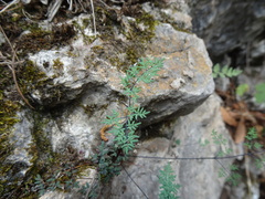 Argyrochosma limitanea