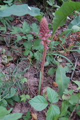 Orobanche alsatica