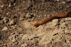 Galvarinus chilensis