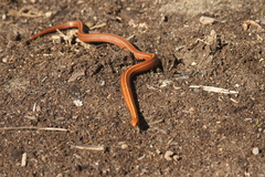 Galvarinus chilensis