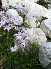 Dianthus sternbergii