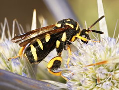 Leucospis gigas