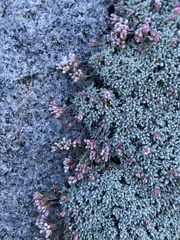 Eriogonum wrightii olanchense