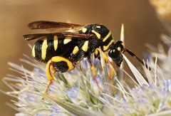 Leucospis gigas