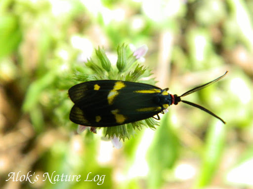 Chalcosiinae