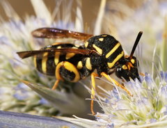 Leucospis gigas