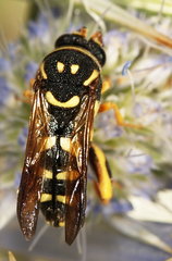 Leucospis gigas