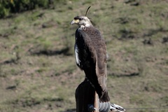 Buteogallus coronatus