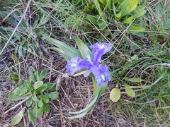 Iris planifolia