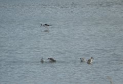 Himantopus himantopus