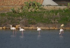 Phoenicopterus roseus