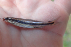 Pteronotropis harperi