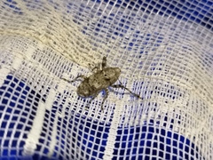 Gasterocercus depressirostris