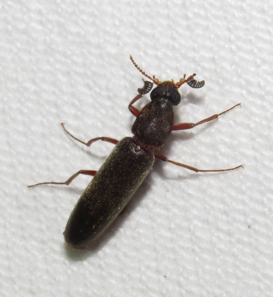 Ship-timber Beetles