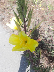 Oenothera
