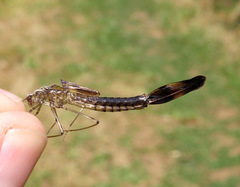 Archilestes californicus